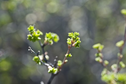 currants leafing out