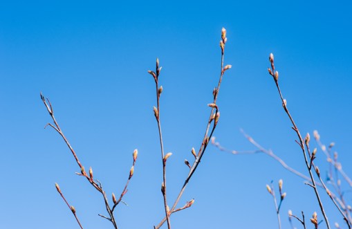 serviceberry reaching for the sky