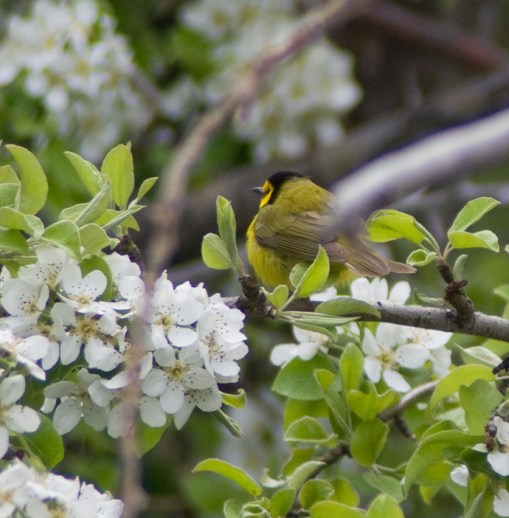hooded warbler