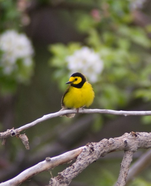 hooded warbler