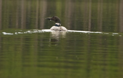 loons 6