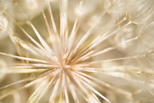 salsify 350