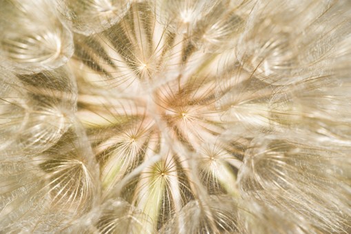 salsify 354