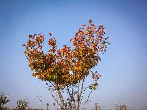 2012-09-20_09-32-52_626