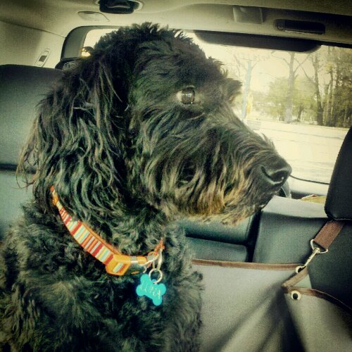 IMG_20121102_140035.jpg image