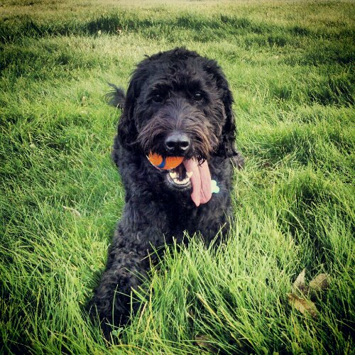 IMG_20121102_195603.jpg image