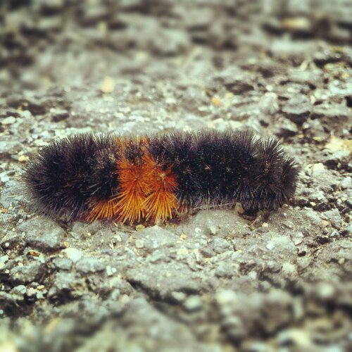 IMG_20121102_195844.jpg image