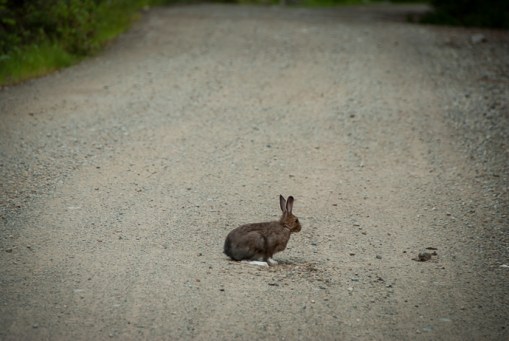 snowshoe hare