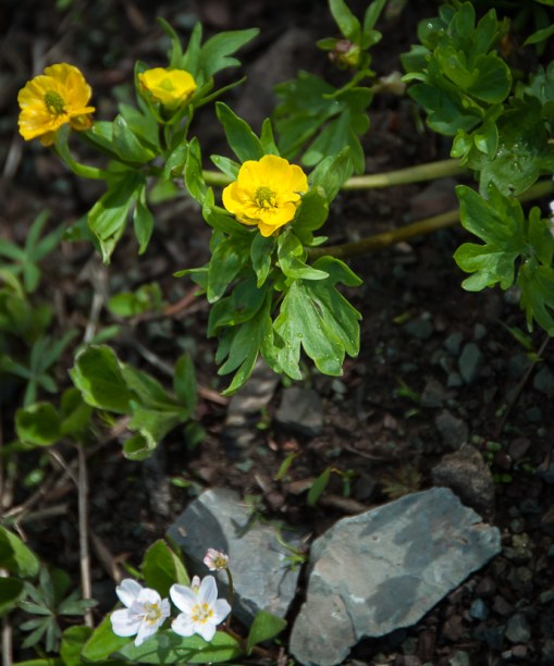 buttercups