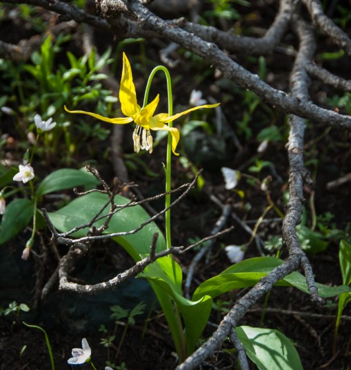 glacier lilies