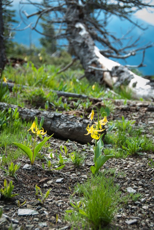 Glacier lilies