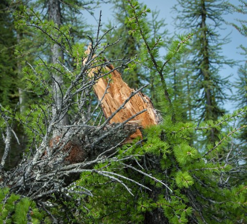 western larch