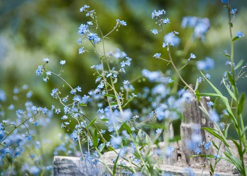 Forget-me-nots