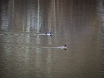 Nov092013_0093