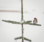 Jan132016_0097