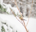 Jan132016_0103
