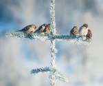 Jan152016_0035