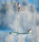 Jan152016_0039