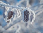 Jan152016_0057