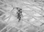 Jan152016_0078