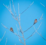 Jan152016_0079