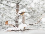 Jan192016_0135