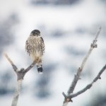 IMG_20210125_113208_054