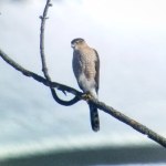 IMG_20210125_155934_670