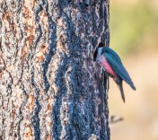 Lewis's Woodpecker