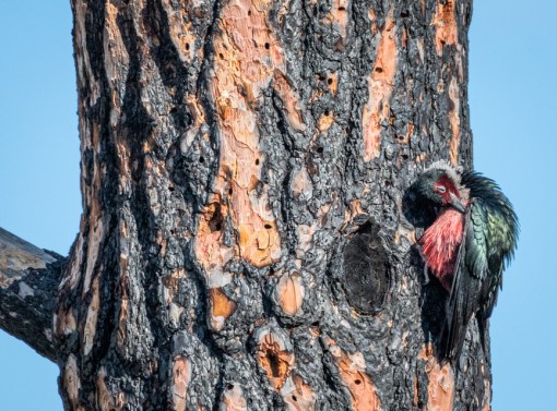 Lewis's Woodpecker